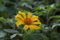 Tithonia diversifolia